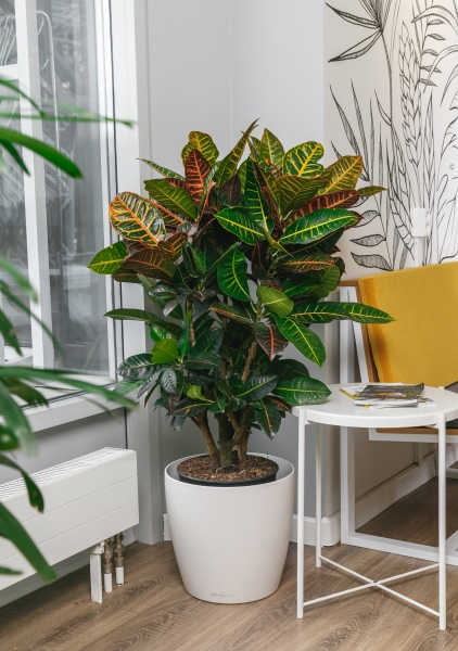 Кротон Петра Макси 31/120 см