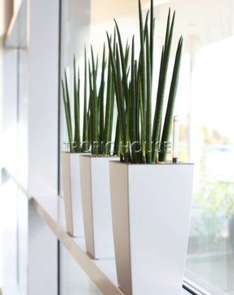 Набор из 3-х мини сансевиерий 10/25 см