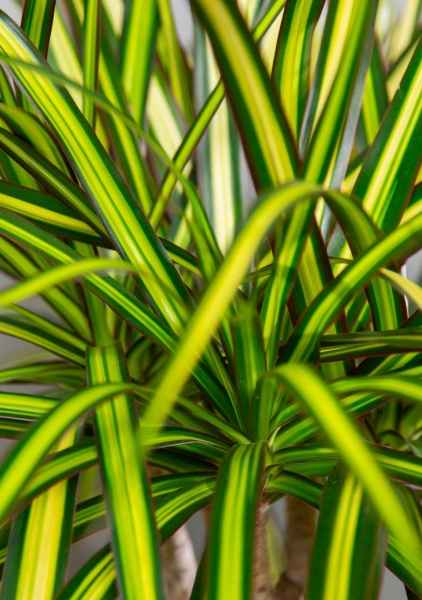 Драцена Маргината Санрей 3 ствола 27/150 см в CUBE 30