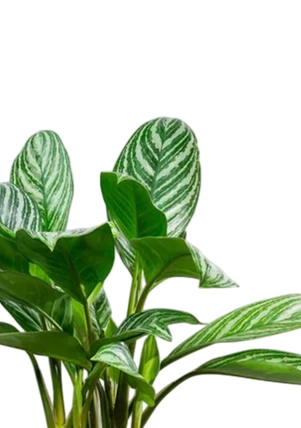 Аглаонема Страйп в CLASSICO LS 21 Аглаонема Страйп в CLASSICO LS 21