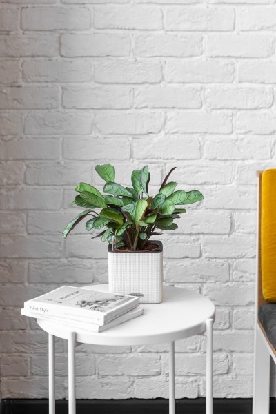 Ктенанта Амагрис в CUBE COLOR 14