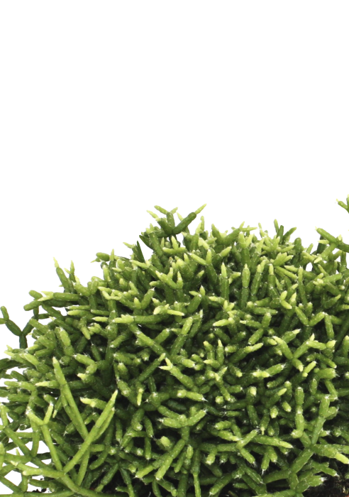 Рипсалис Кассута в CANTO Stone 14