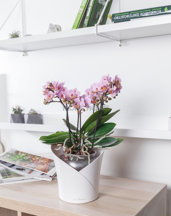 Орхидея Романтика в ORCHIDEA 18