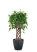 Фикус Экзотика решетка 23/100 см в CLASSICO COLOR 28