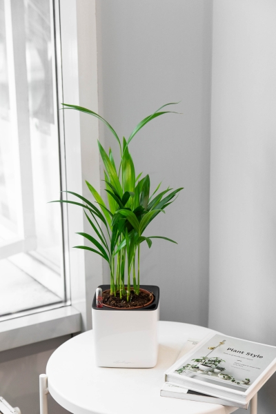 Хризалидокарпус 12/50 см Хризалидокарпус 12/50 см