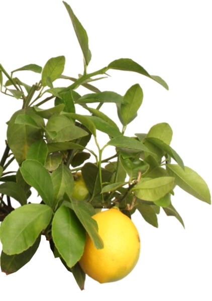 Цитрофортунелла Лимон 15/40 см в CILINDRO 23
