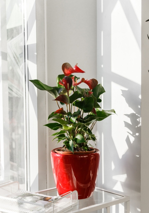 Антуриум красный в CLASSICO LS 21