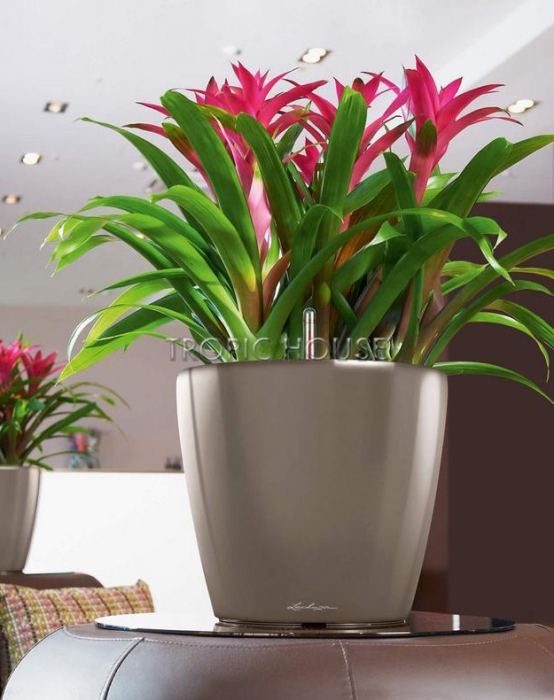 Кашпо LECHUZA CLASSICO LS 35х33 см