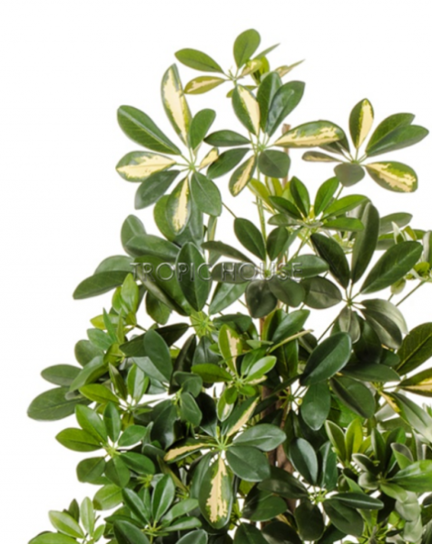 Шеффлера колонновидная пёстрая