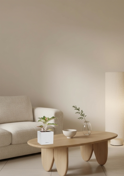 Аглаонема Айкетчер 12/30 см в CANTO STONE 14 Аглаонема Айкетчер 12/30 см в CANTO STONE 14