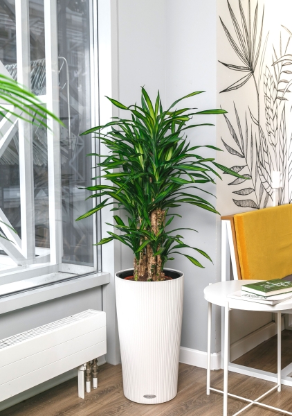 Драцена Рики бранч 27/120 см