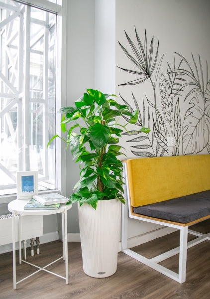 Сциндапсус Ауреум на опоре 27/130 см