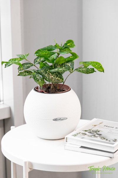 Драцена Суркулоза 12/40 см