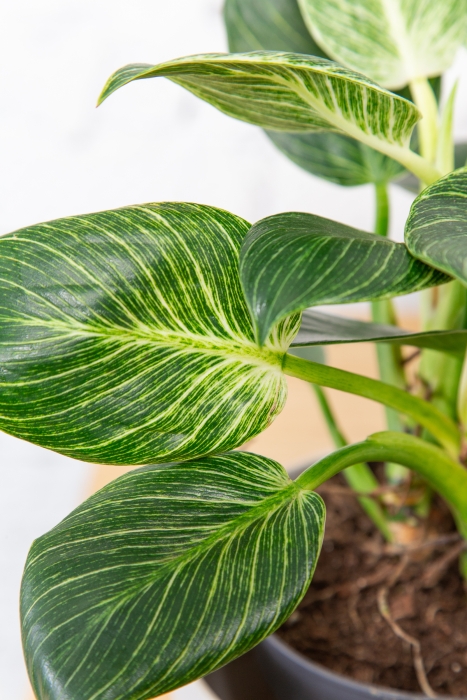 Филодендрон Биркин 14/40 см