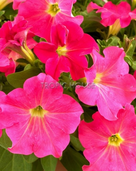 Петуния розовая Nido, 50 см Петуния розовая Nido, 50 см