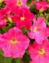 Петуния розовая Nido, 50 см