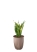 Сансевиерия Лауренти 17/60 см в LAMELA MIRA ECO RECYCLED 250