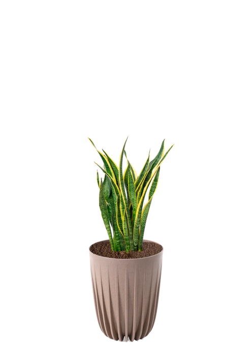 Сансевиерия Лауренти 17/60 см в MIRA ECO RECYCLED 250