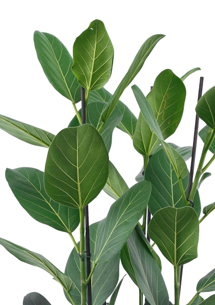 Фикус Бенгальский на штамбе 50/200 см