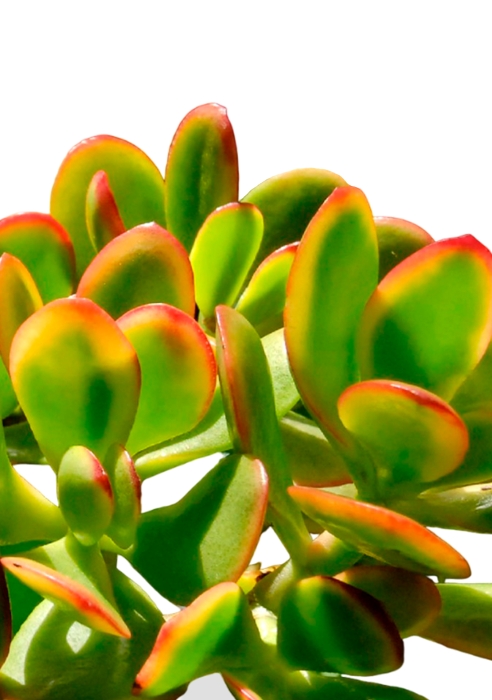 Крассула Овата Сансет 44/60 см