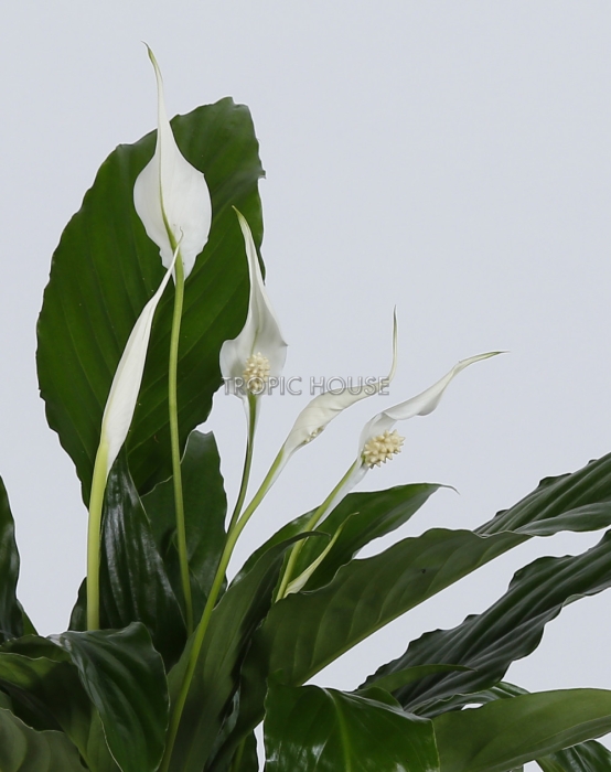 Спатифиллум в CLASSICO COLOR 21