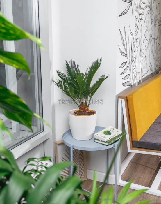 Цикас в CLASSICO COLOR 21