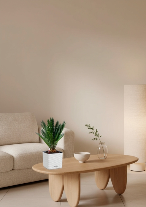 Цикас в CUBE COLOR 14