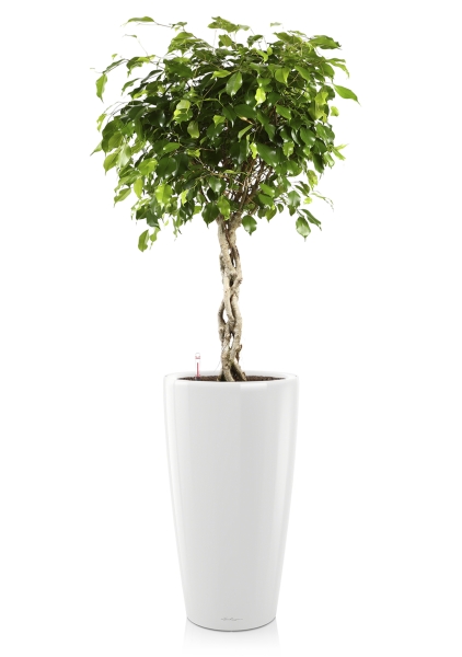 Фикус Экзотика переплетенный в RONDO 40 Фикус Экзотика переплетенный в RONDO 40