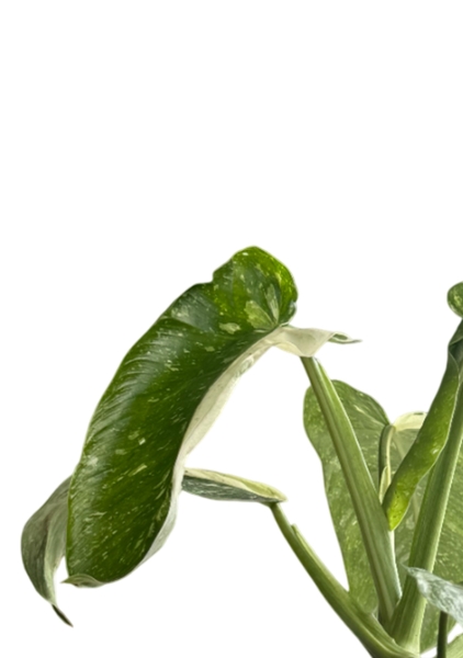 Филодендрон Хосе Буоно 15/40 см