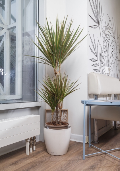 Драцена Маргината Биколор CLASSICO 35 Драцена Маргината Биколор CLASSICO 35