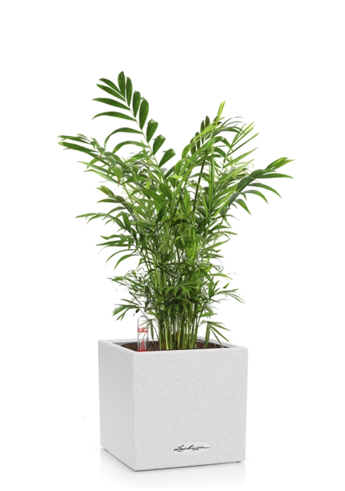 Хамедорея в CANTO STONE 14, песочный белый