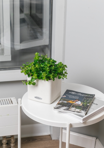 Пеперомия Ротундифолия 12/20 см