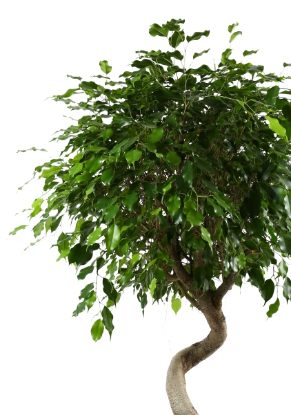 Фикус Бенджамина Экзотика спираль 40/170 см Фикус Бенджамина Экзотика спираль 40/170 см