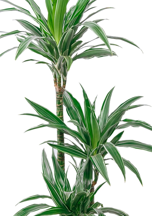 Драцена Варнески 3 ствола 21/110 см в CUBICO COLOR 30