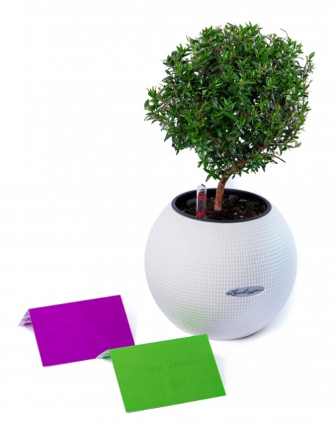 ПОДАРОЧНЫЙ СЕРТИФИКАТ 3000 руб. ПОДАРОЧНЫЙ СЕРТИФИКАТ 3000 руб.