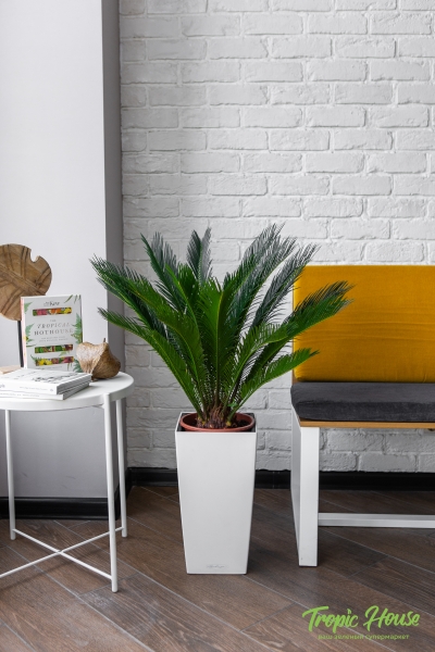 Цикас в CUBICO COLOR 30 Цикас в CUBICO COLOR 30