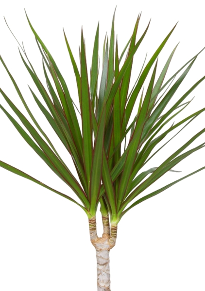 Драцена Маргината 1 ствол 12/40 см в OJO