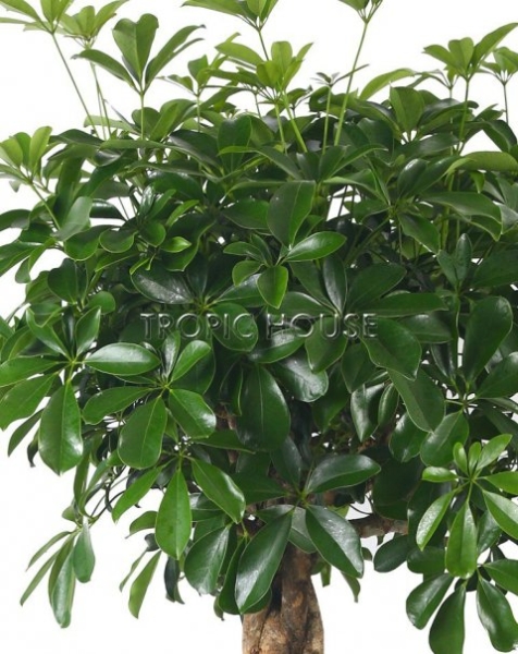 Шеффлера переплетенная в RONDO 40 Шеффлера переплетенная в RONDO 40