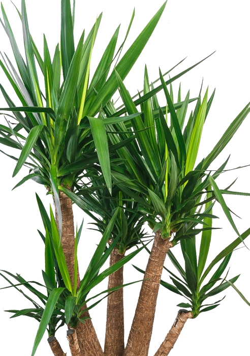 Юкка разветвленная макси 55/190 см