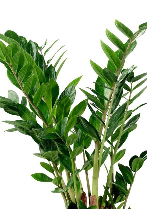 Замиокулькас в BALCONERA STONE 80