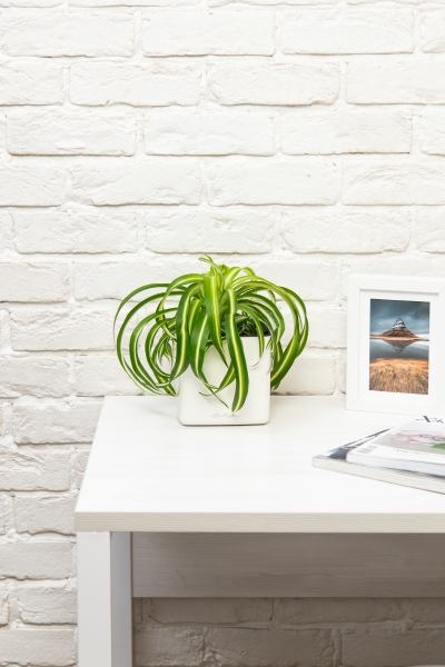 Хлорофитум Бонни 12/25 см в CUBE GLOSSY 14