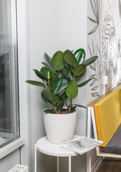 Фикус Эластика 21/55 см Фикус Эластика 21/55 см