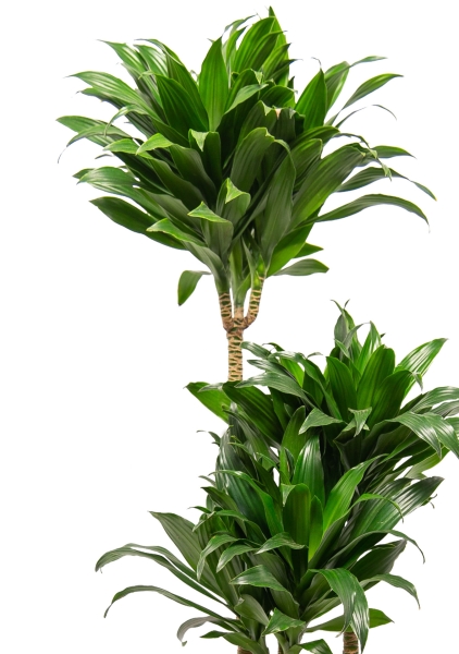 Драцена Компакта 3 ствола 21/100 см Драцена Компакта 3 ствола 21/100 см