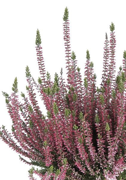 Вереск (Эрика) розовый 12/30 см