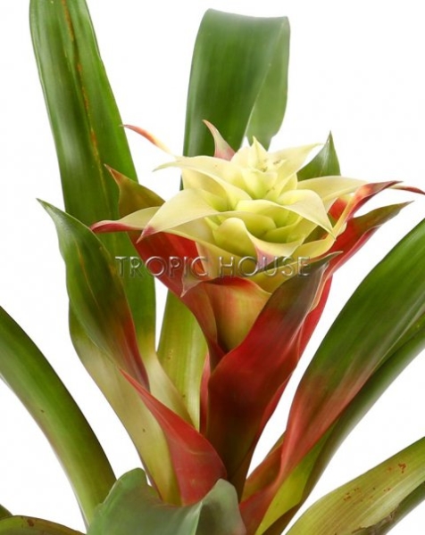 Гузмания Триколор 12/40 см