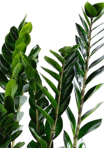 Замиокулькас 21/110 см в DELTA 30