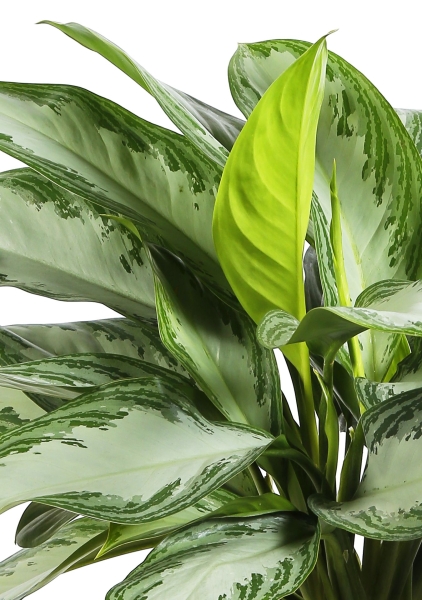 Аглаонема Сильвер Бей 24/65 см