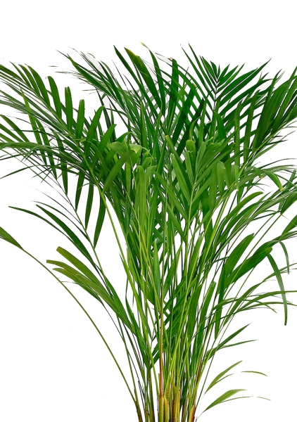 Хризалидокарпус Арека 45/270 см