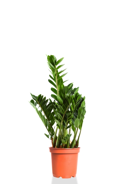 Замиокулькас 21/80 см Замиокулькас 21/80 см