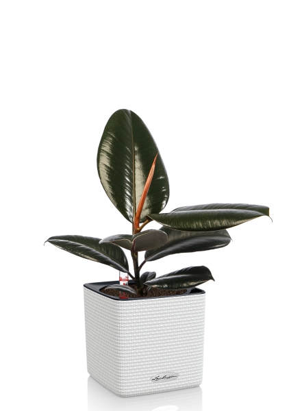 Фикус Эластика в CUBE COLOR 14